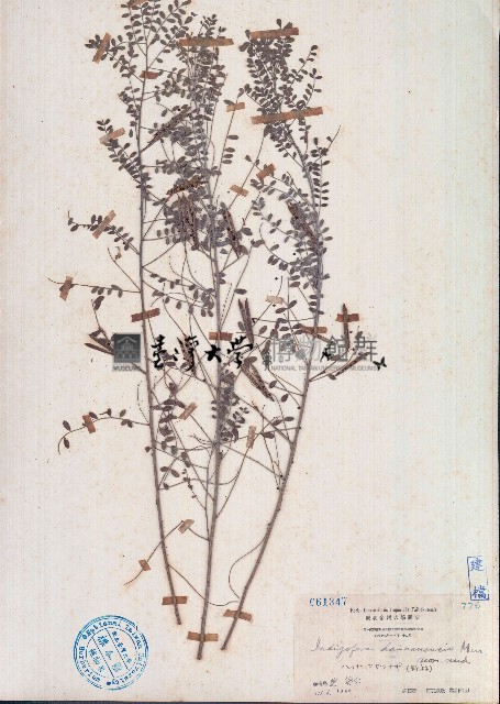 海南木藍藏品圖，第1張