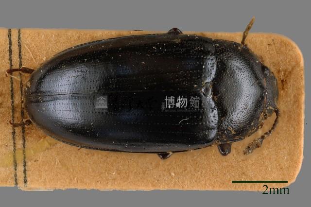 大蕈蟲藏品圖，第1張