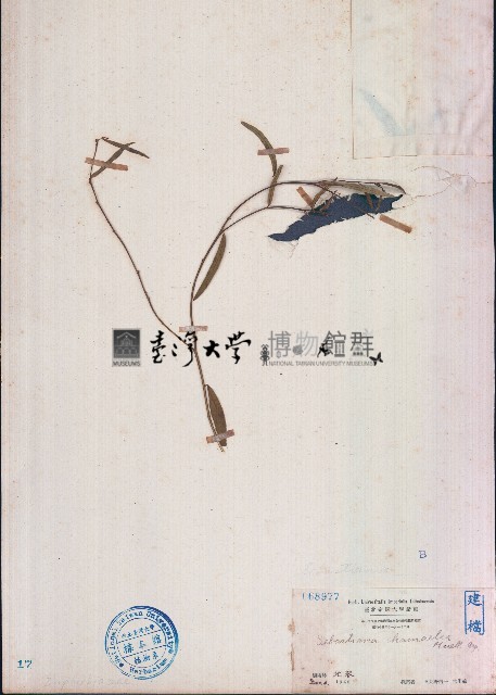 地楊桃藏品圖，第1張