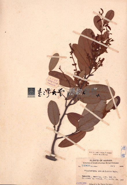 瓜馥木藏品圖，第1張