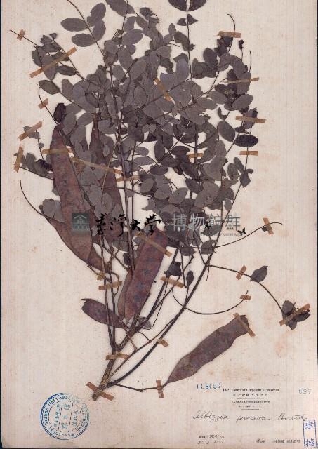 黃豆樹、菲律賓合歡藏品圖，第1張