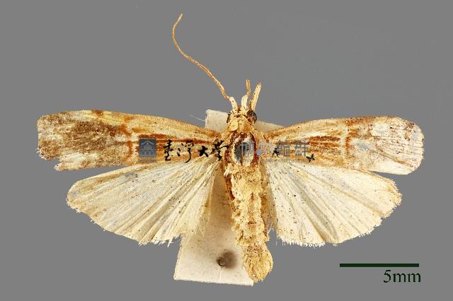 螟蛾藏品圖，第1張