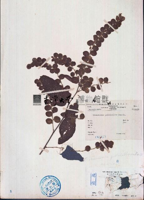 排錢樹藏品圖，第1張