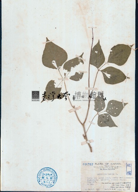 扁豆藏品圖，第1張