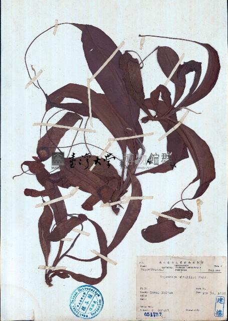 豬籠草藏品圖，第1張