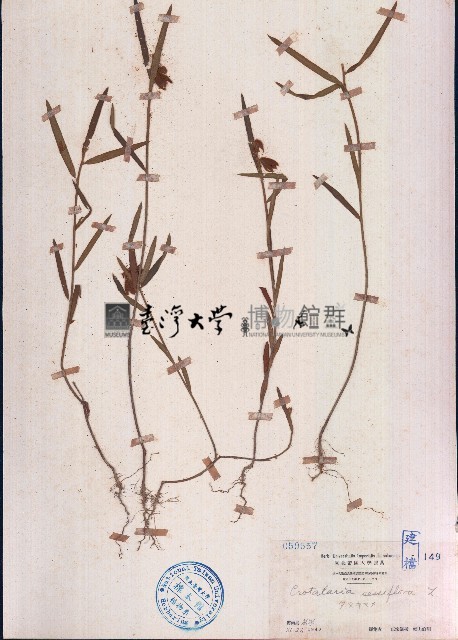 野百合藏品圖，第1張