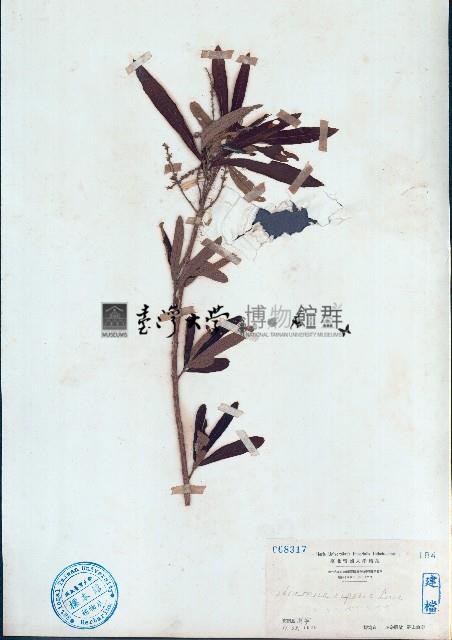 水楊梅藏品圖，第1張