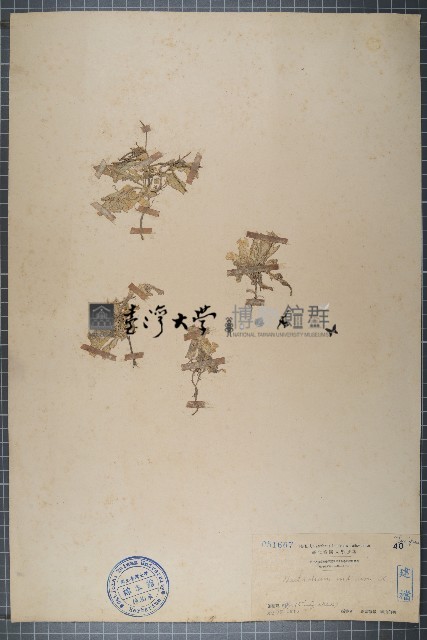 蔊菜、印度蔊菜藏品圖，第1張