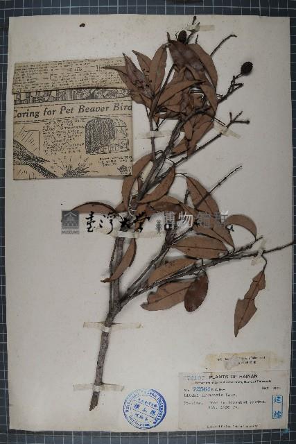 荔枝藏品圖，第1張