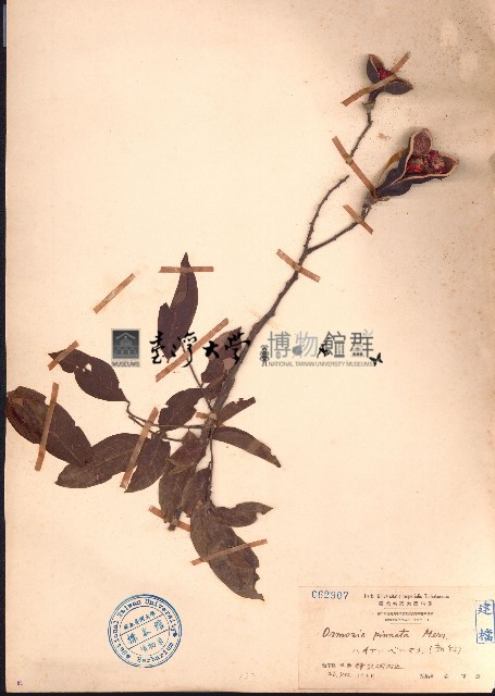 海南红豆藏品圖，第1張