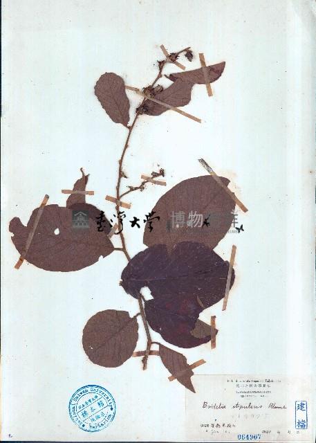 土蜜藤藏品圖，第1張