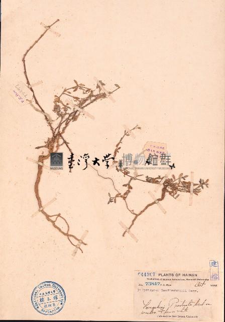 大花白鼓釘藏品圖，第1張