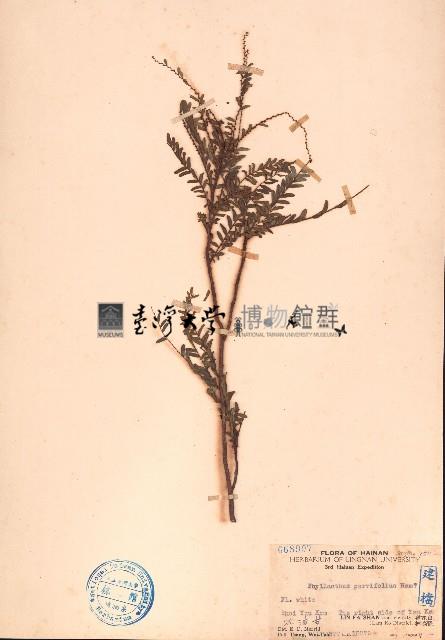 水油甘藏品圖，第1張