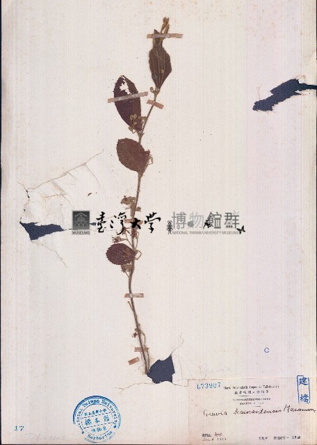 苘麻葉捕魚木藏品圖，第1張