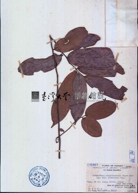 香港鹰爪花藏品圖，第1張