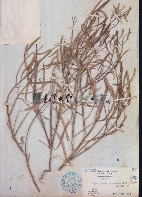 向天黃藏品圖，第1張