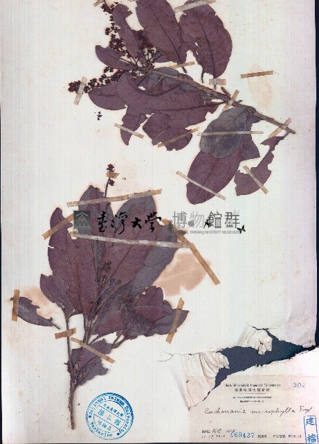 小葉山檨子藏品圖，第1張