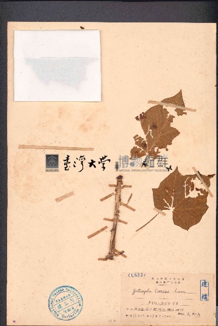 痲瘋樹藏品圖，第1張
