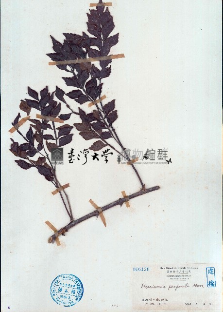 牛筋果藏品圖，第1張