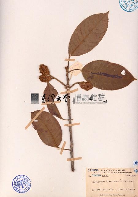 銹毛杜英藏品圖，第1張