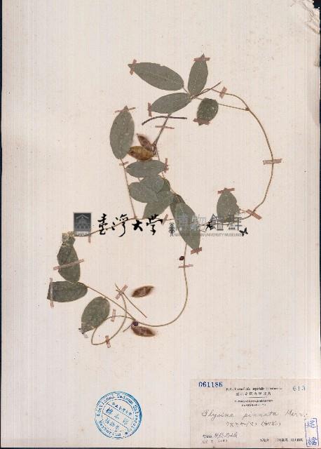 羽葉擬大豆藏品圖，第1張