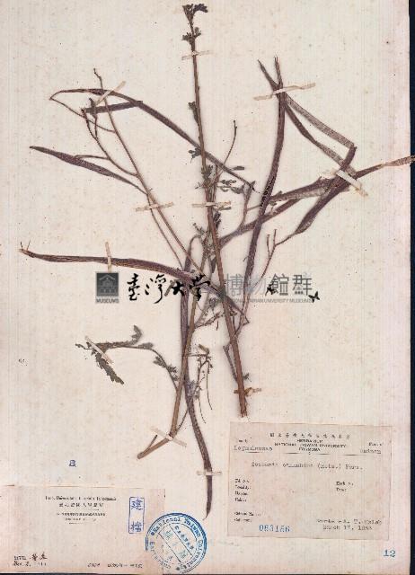 田菁藏品圖，第1張