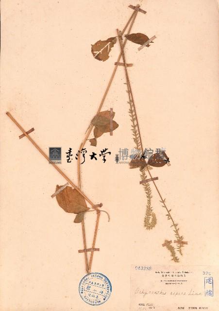 土牛膝藏品圖，第1張