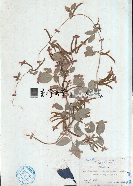 野黃豆藏品圖，第1張