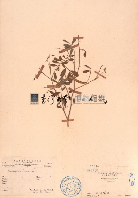 灰毛豆藏品圖，第1張