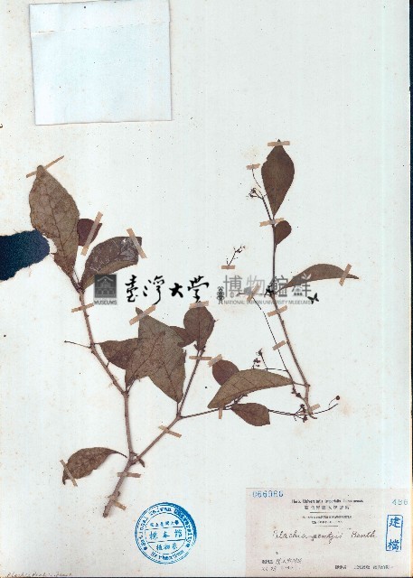 留萼木藏品圖，第1張