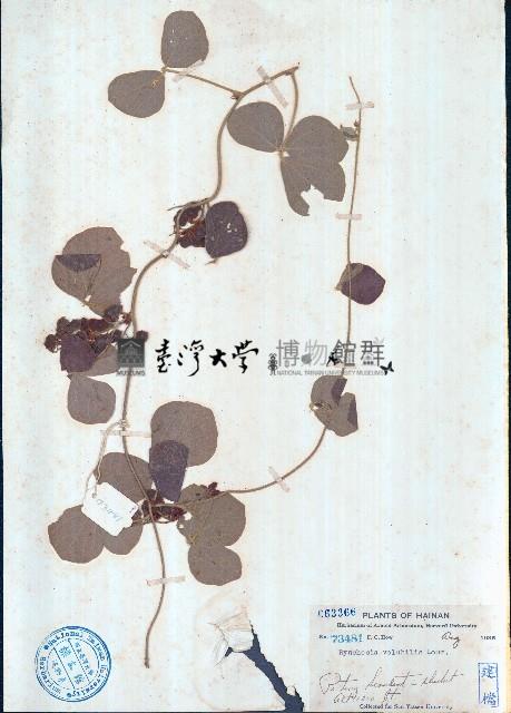 鹿藿藏品圖，第1張