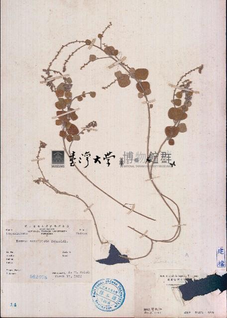 長管蝙蝠草藏品圖，第1張