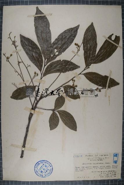 假山羅藏品圖，第1張