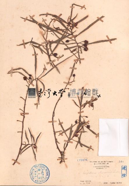 華鳳仙藏品圖，第1張