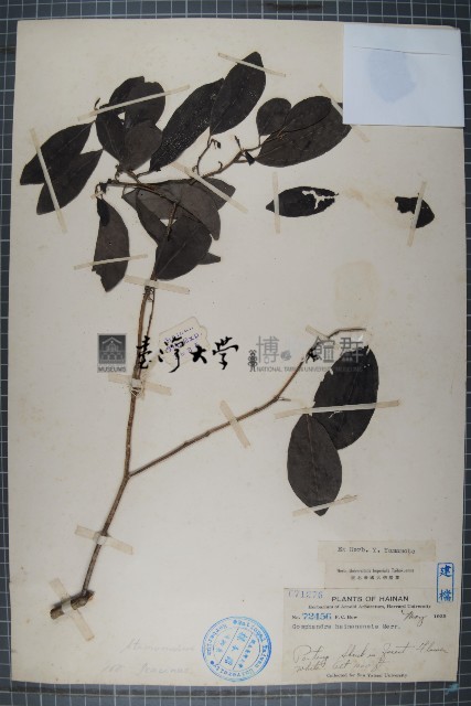海南粗絲木藏品圖，第1張