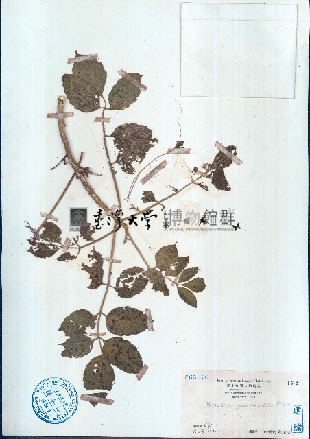 鴉膽子藏品圖，第1張