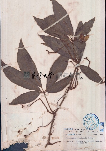 扁擔藤藏品圖，第1張
