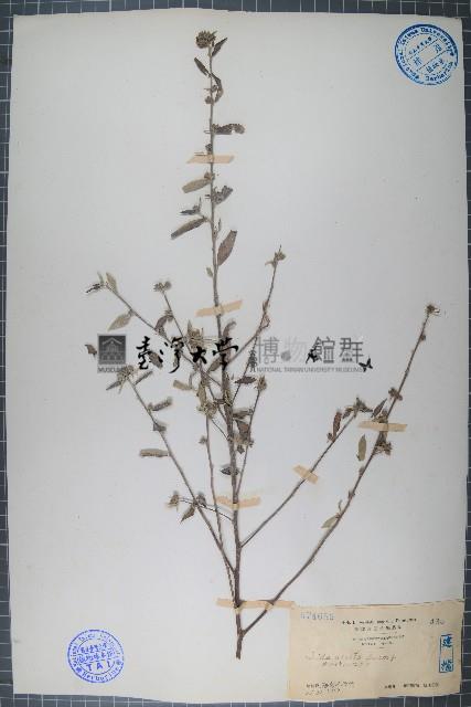 細葉金午時花藏品圖，第1張