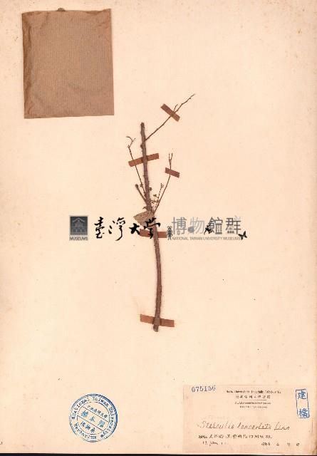 假蘋婆藏品圖，第1張