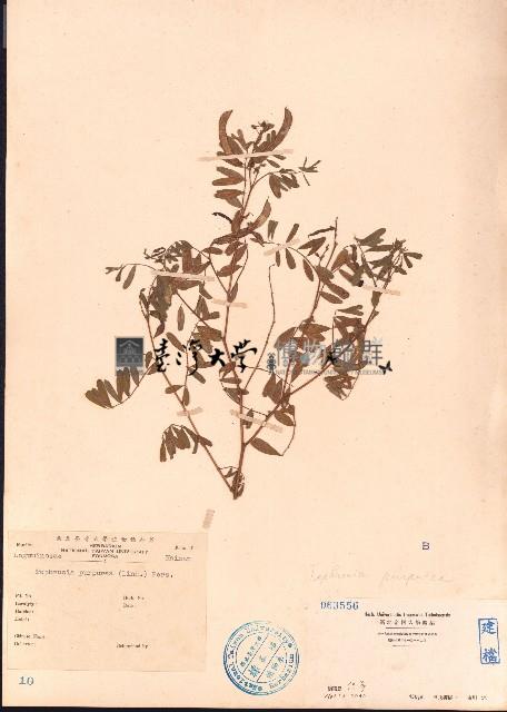 灰毛豆藏品圖，第1張