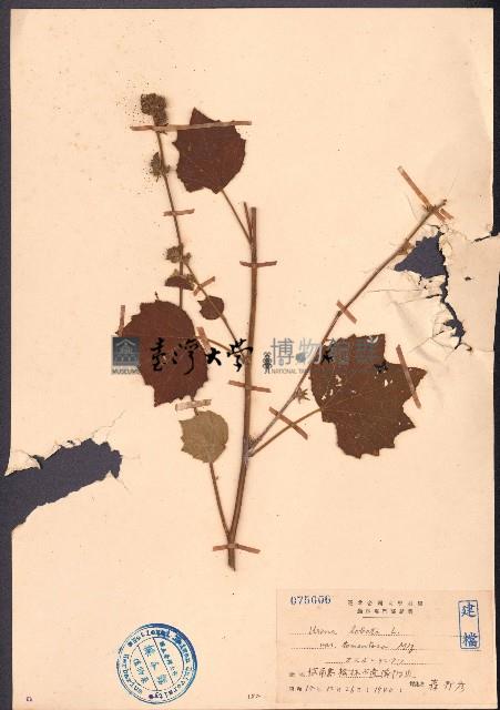 野棉花藏品圖，第1張