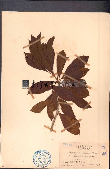 臺灣海桐藏品圖，第1張