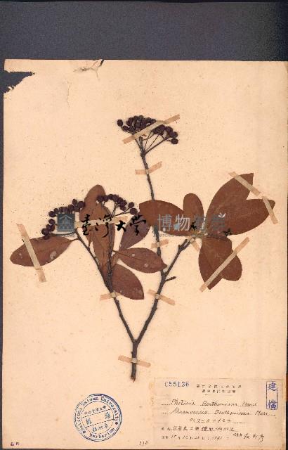 石楠藏品圖，第1張