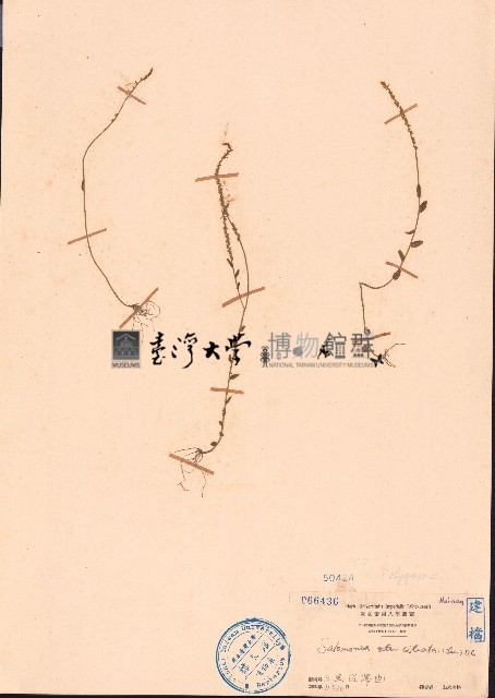齒果草、椭圓葉齒果草藏品圖，第1張