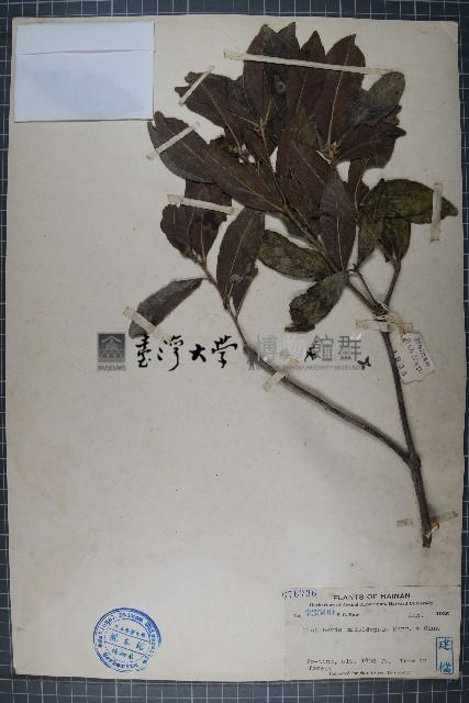 多萼核果茶藏品圖，第1張