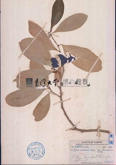 白樹藏品圖，第1張