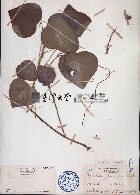 蒼白秤鉤風藏品圖，第1張