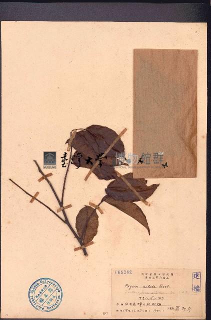 雙面刺藏品圖，第1張