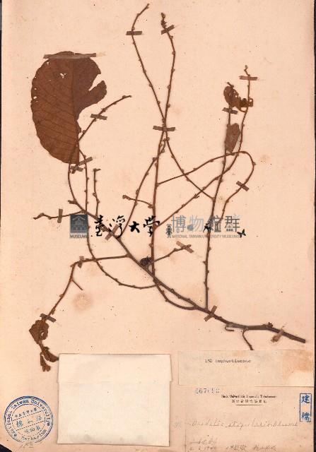 土蜜藤藏品圖，第1張