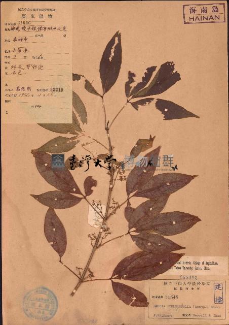 三腳虌藏品圖，第1張